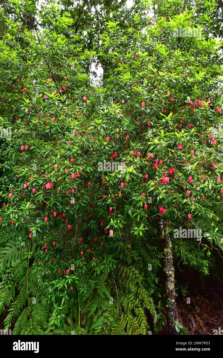 Chilean lantern tree or chaquihue (Crinodendron hookerianum) is an evergreen small tree endemic to Chile. This photo was taken in Alerce Andino Nation Stock Photo