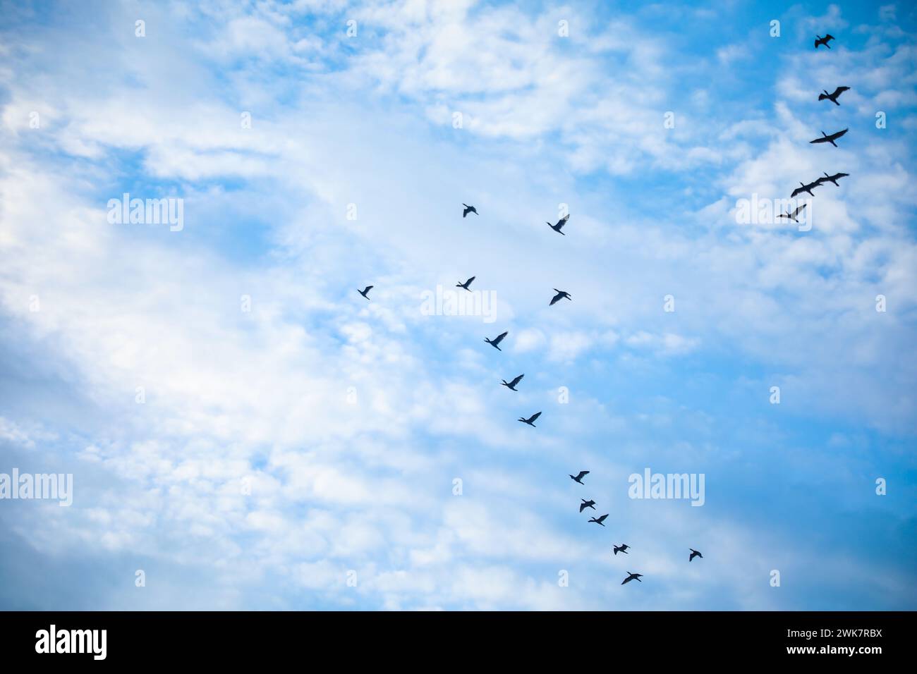 Birds soaring in the sky against a backdrop of fluffy clouds Stock ...