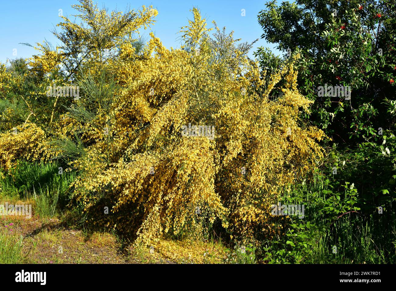 Retama or lluvia de oro (Genista monspessulana or Teline monspessulana) is a shrub native to Mediterranean Basin and naturalized in other temperate re Stock Photo