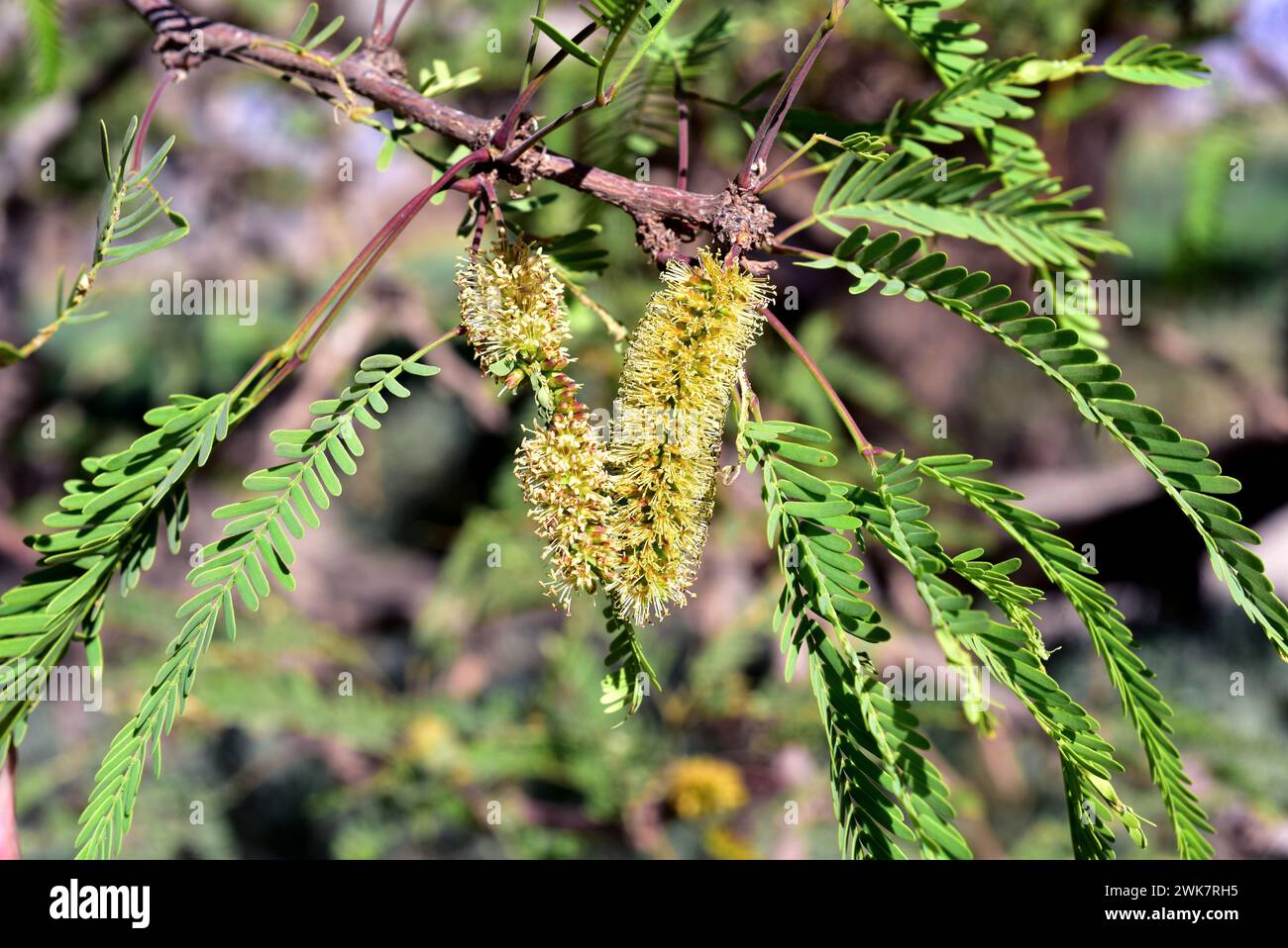 Algarrobo san pedro de atacama hi-res stock photography and images - Alamy