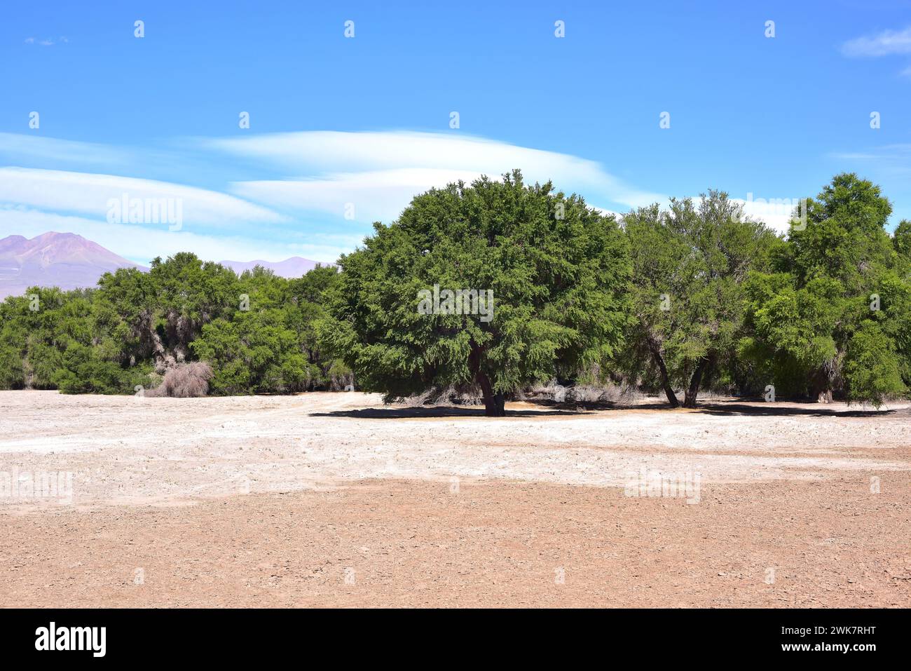 Tamarugo (Prosopis tamarugo) is a deciduous tree native to northern Chile. This photo was taken in Tambillo, Atacama Desert, Antofagasta Region, Chile Stock Photo
