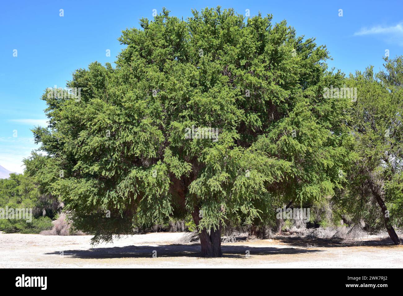 Tamarugo (Prosopis tamarugo) is a deciduous tree native to northern Chile. This photo was taken in Tambillo, Atacama Desert, Antofagasta Region, Chile Stock Photo