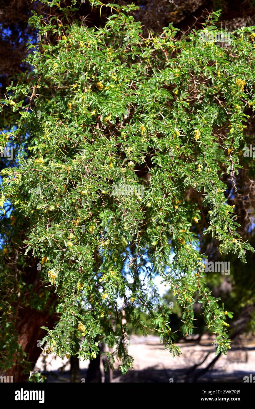 Tamarugo (Prosopis tamarugo) is a deciduous tree native to northern Chile. Flowers, leaves and spines detail. This photo was taken in Tambillo, Atacam Stock Photo