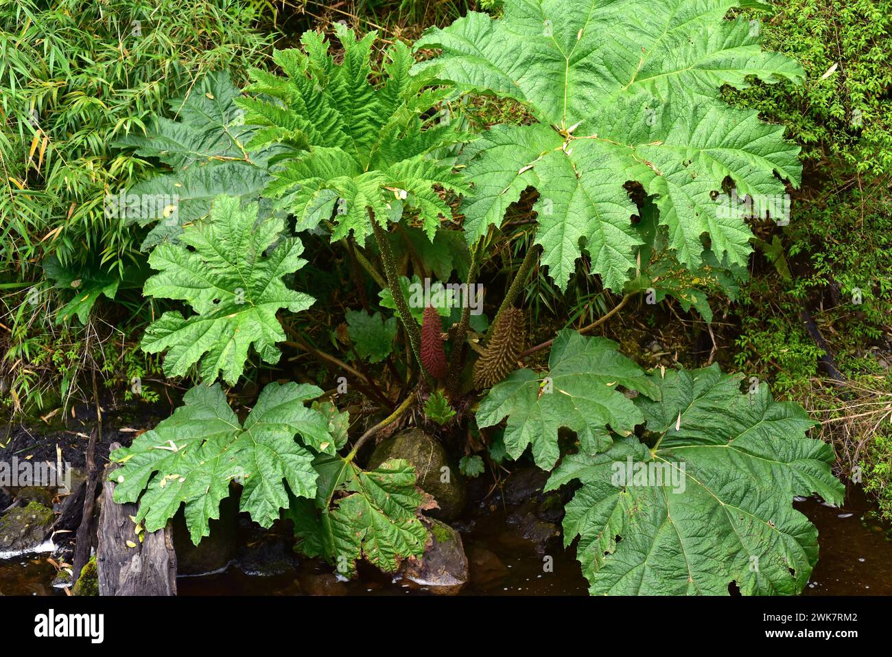 Chilean rhubarb or nalca (Gunnera tinctoria or Gunnera chilensis) is a big perennial herb native to central and southern Chile and southwestern Argent Stock Photo