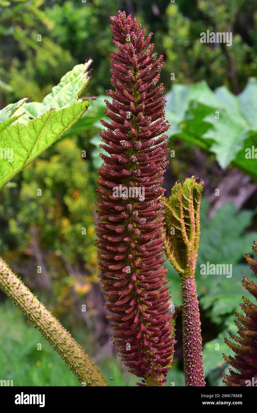 Chilean rhubarb or nalca (Gunnera tinctoria or Gunnera chilensis) is a big perennial herb native to central and southern Chile and southwestern Argent Stock Photo