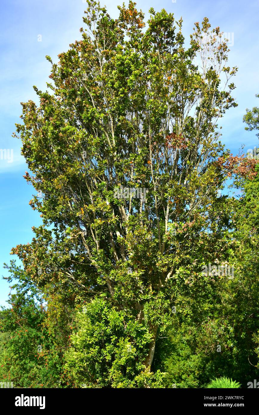 Meli (Amomyrtus meli) is an evergreen tree endemic to Chile. This photo