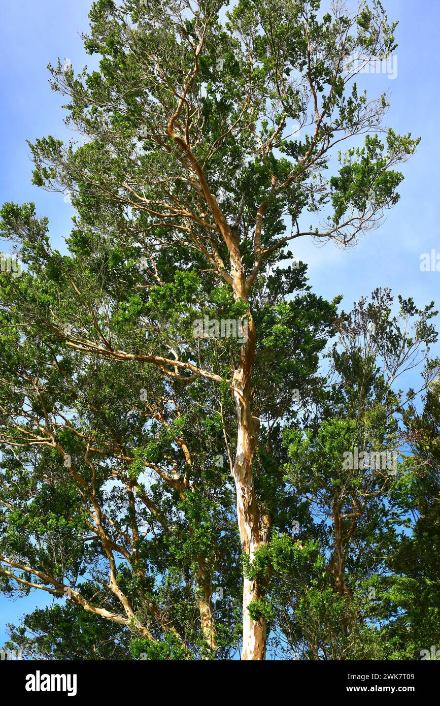 Arrayan chileno (Luma apiculata) is an evergreen tree native to temperate forests to Argentina and Chile. This photo was taken in Llanquihue Lake, Reg Stock Photo
