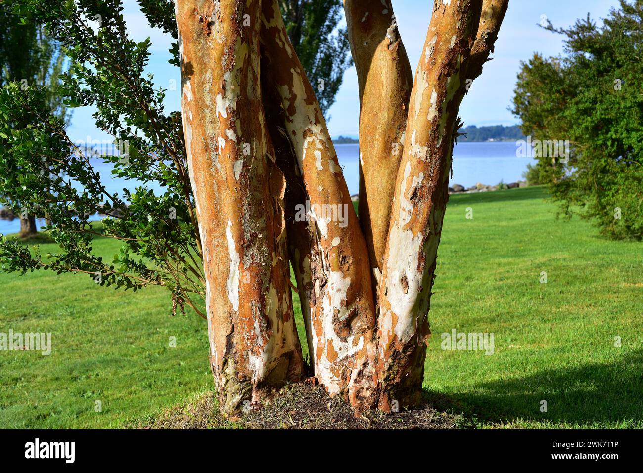 Luma apiculata hi-res stock photography and images - Alamy