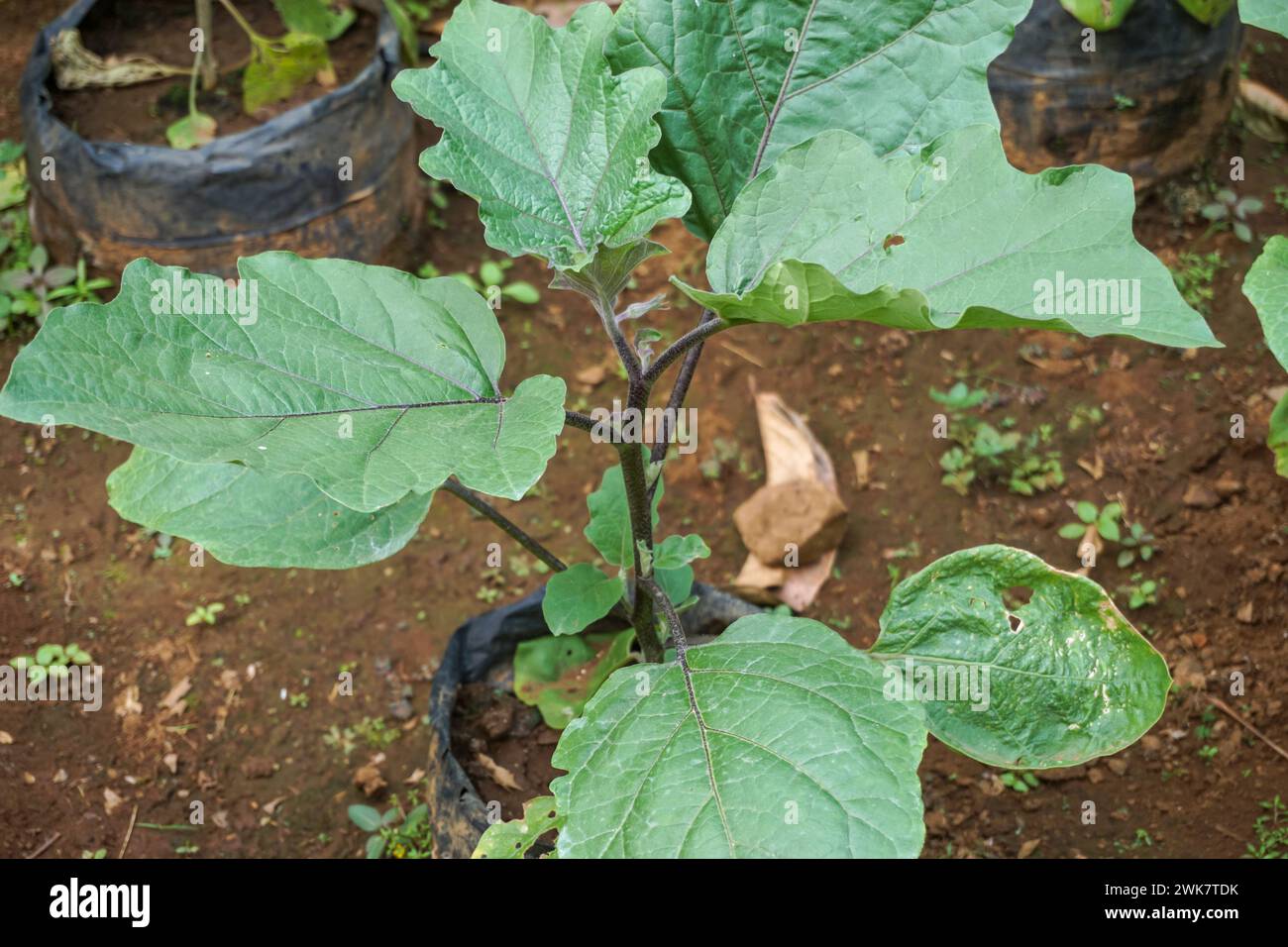 Stock photos of flower plants taken up close, perfect for backgrounds ...