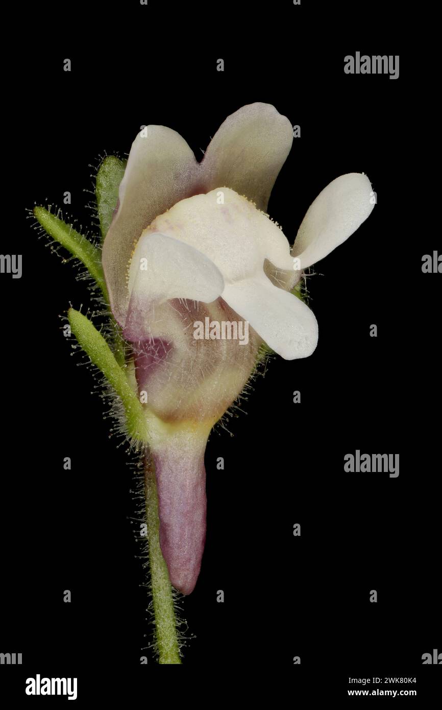 Small Toadflax (Chaenorhinum minus). Flower Closeup Stock Photo
