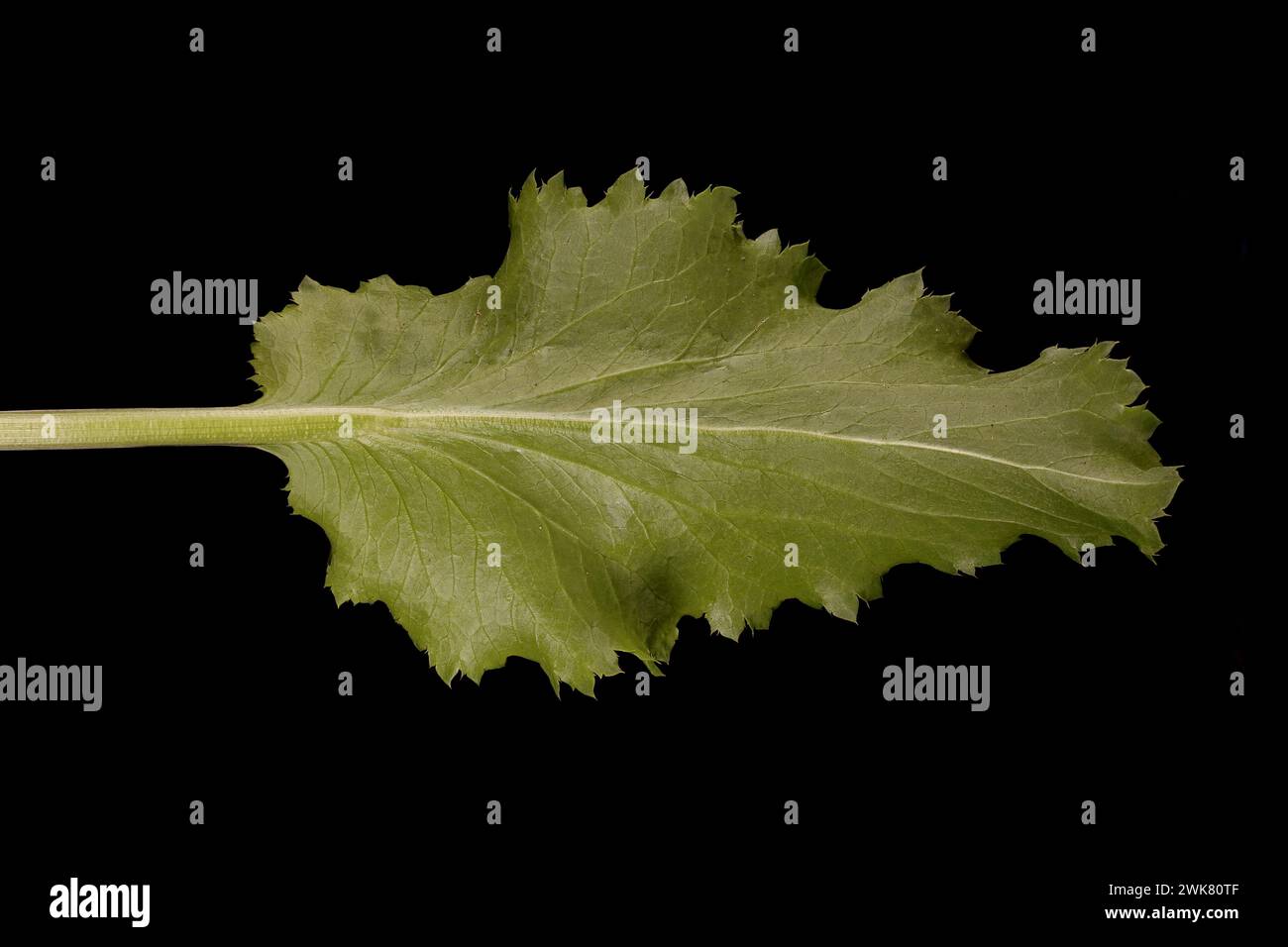 Blue Eryngo (Eryngium planum). Basal Leaf Closeup Stock Photo Alamy