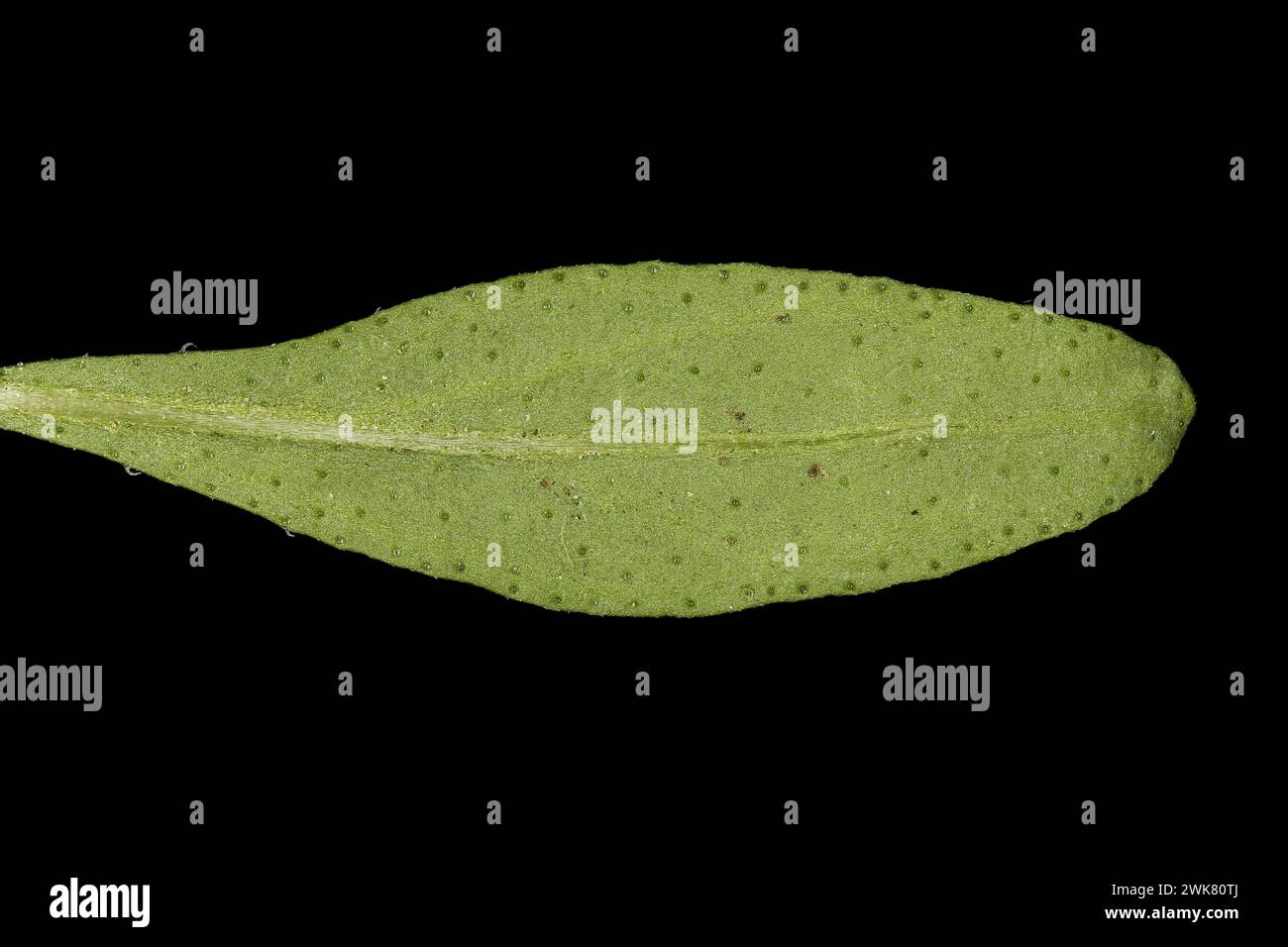Summer Savory (Satureja hortensis). Leaf Closeup Stock Photo