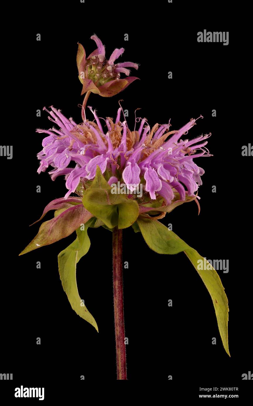 Wild Bergamot (Monarda fistulosa). Inflorescence Closeup Stock Photo