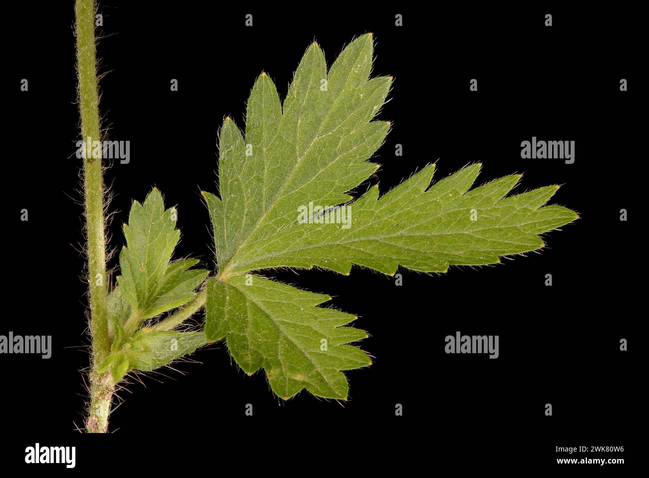 Ternate-Leaved Cinquefoil (Potentilla norvegica). Stem Section and Leaf Closeup Stock Photo