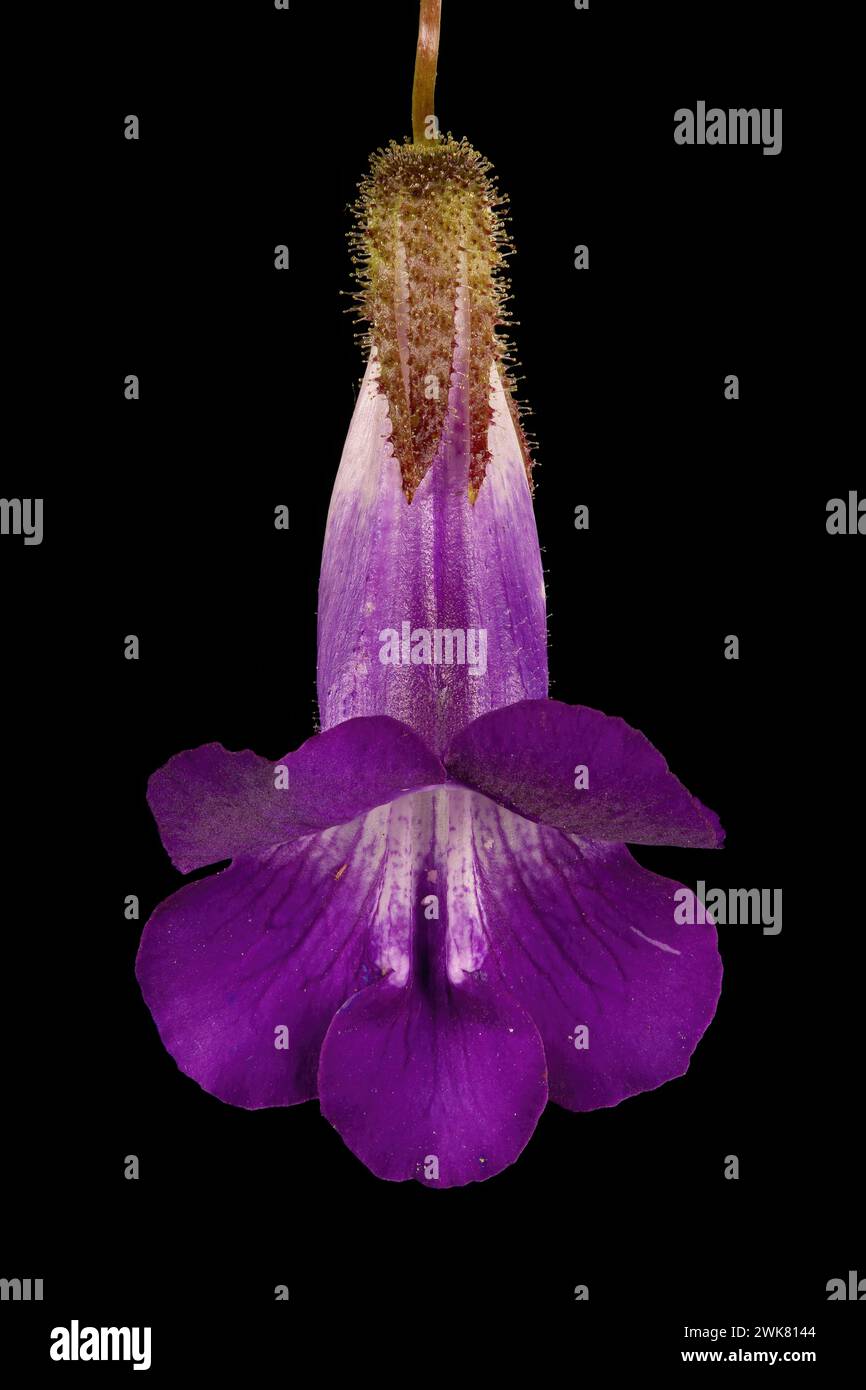 Trailing Snapdragon (Maurandya scandens). Flower Closeup Stock Photo