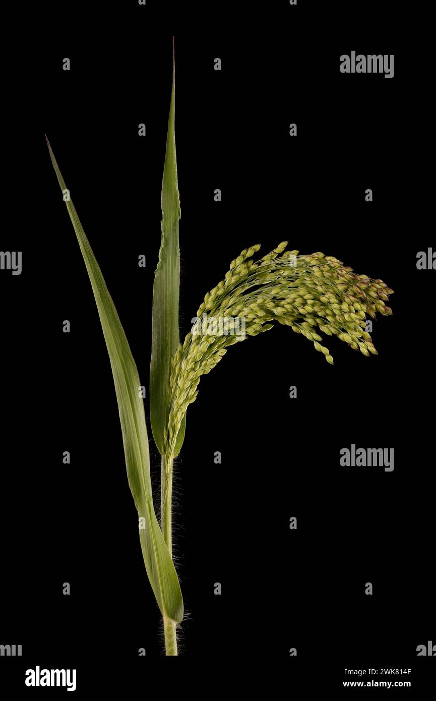 Common Millet (Panicum miliaceum). Inflorescence Closeup Stock Photo