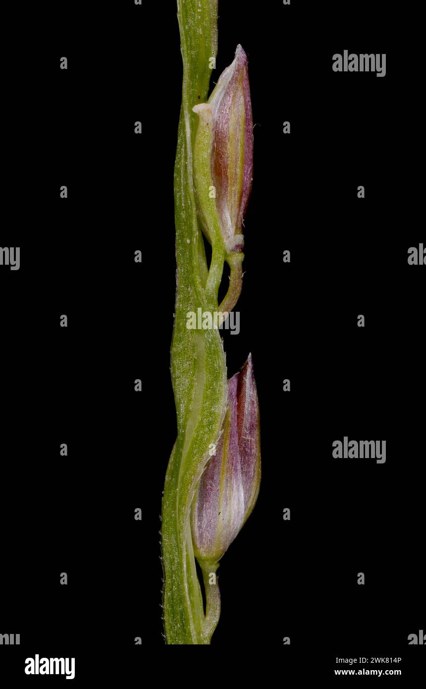 Smooth Finger Grass (Digitaria ischaemum). Spikelets Closeup Stock Photo