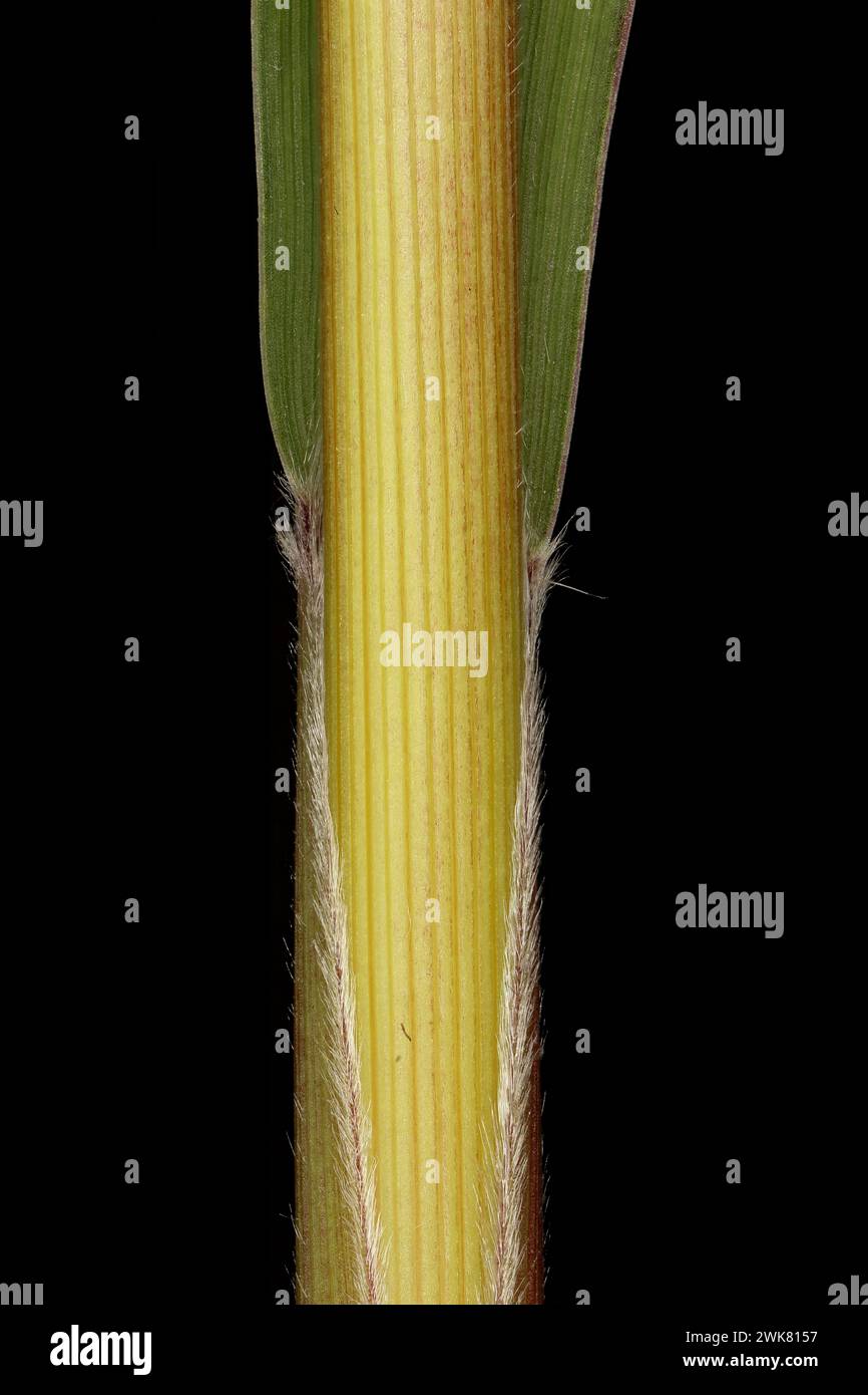Foxtail Millet (Setaria italica). Culm and Leaf Sheath Closeup Stock ...