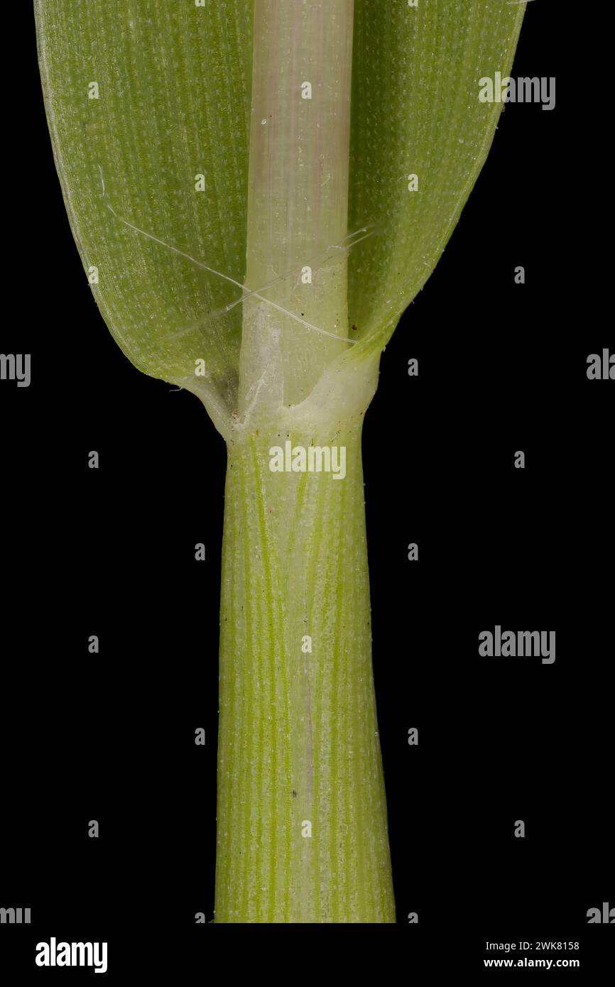 Smooth Finger Grass (Digitaria ischaemum). Culm and Leaf Sheath Closeup Stock Photo