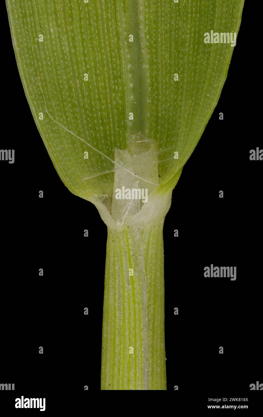 Smooth Finger Grass (Digitaria ischaemum). Ligule and Leaf Sheath Closeup Stock Photo