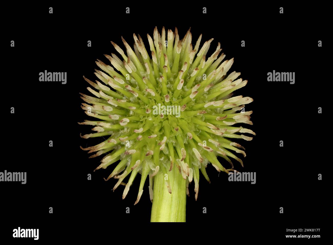 Unbranched Bur-Reed (Sparganium emersum). Immature Fruiting Pistillate Head Closeup Stock Photo