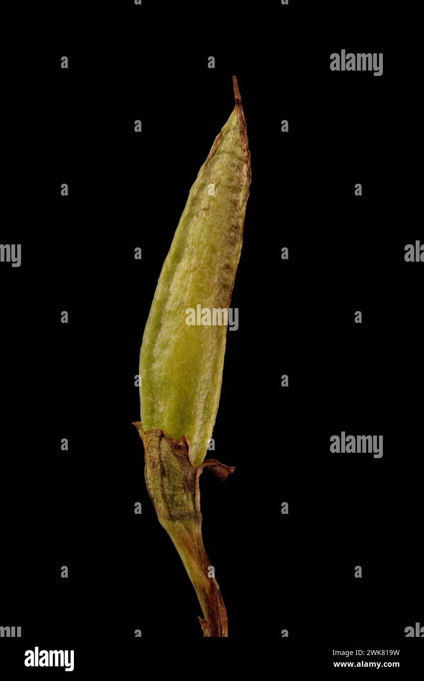 Hardy Gloxinia (Incarvillea delavayi). Immature Fruit Closeup Stock Photo