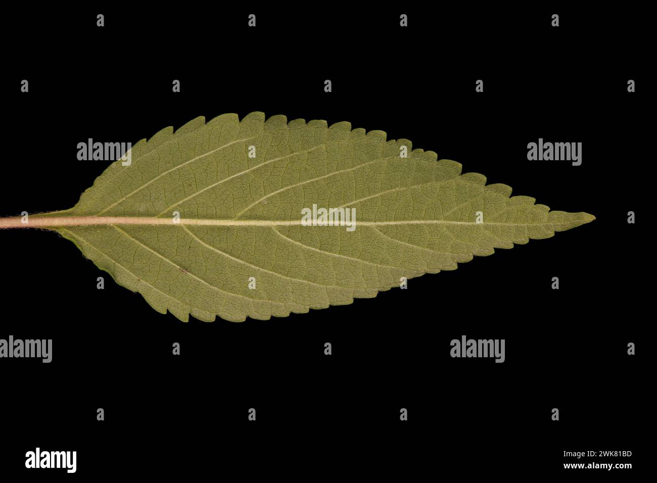 Vietnamese Balm (Elsholtzia ciliata). Leaf Closeup Stock Photo