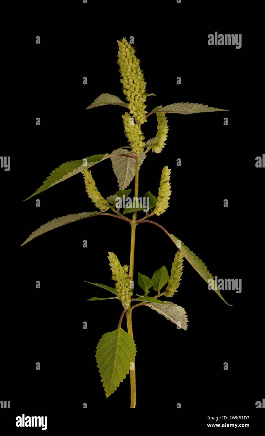 Vietnamese Balm (Elsholtzia ciliata). Fruiting Plant Closeup Stock Photo