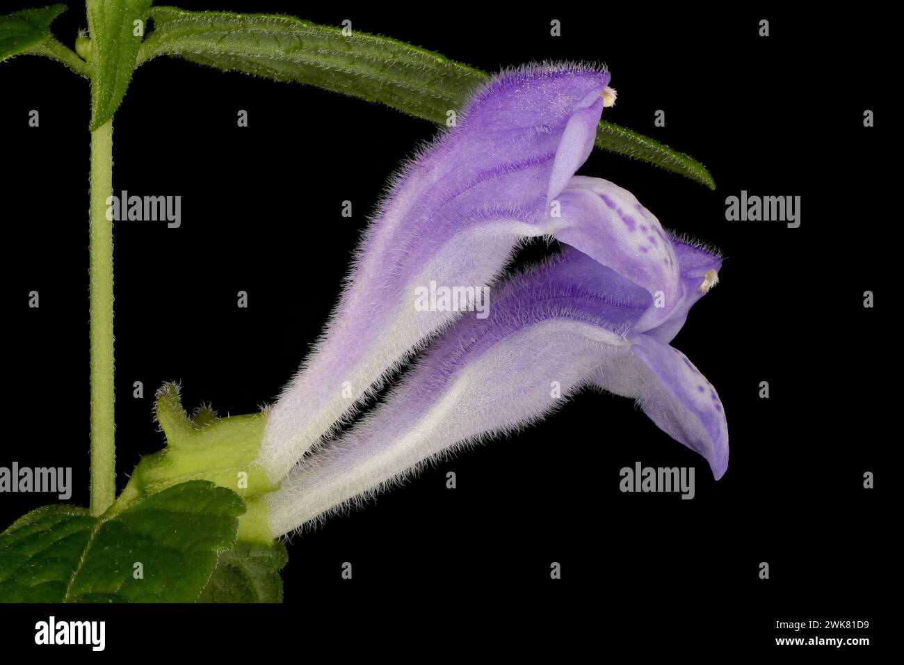 Common Skullcap (Scutellaria galericulata). Flowers Pair Closeup Stock Photo