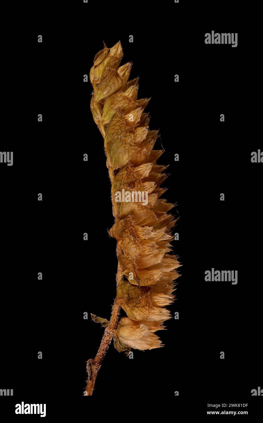 Vietnamese Balm (Elsholtzia ciliata). Mature Infructescence Closeup Stock Photo