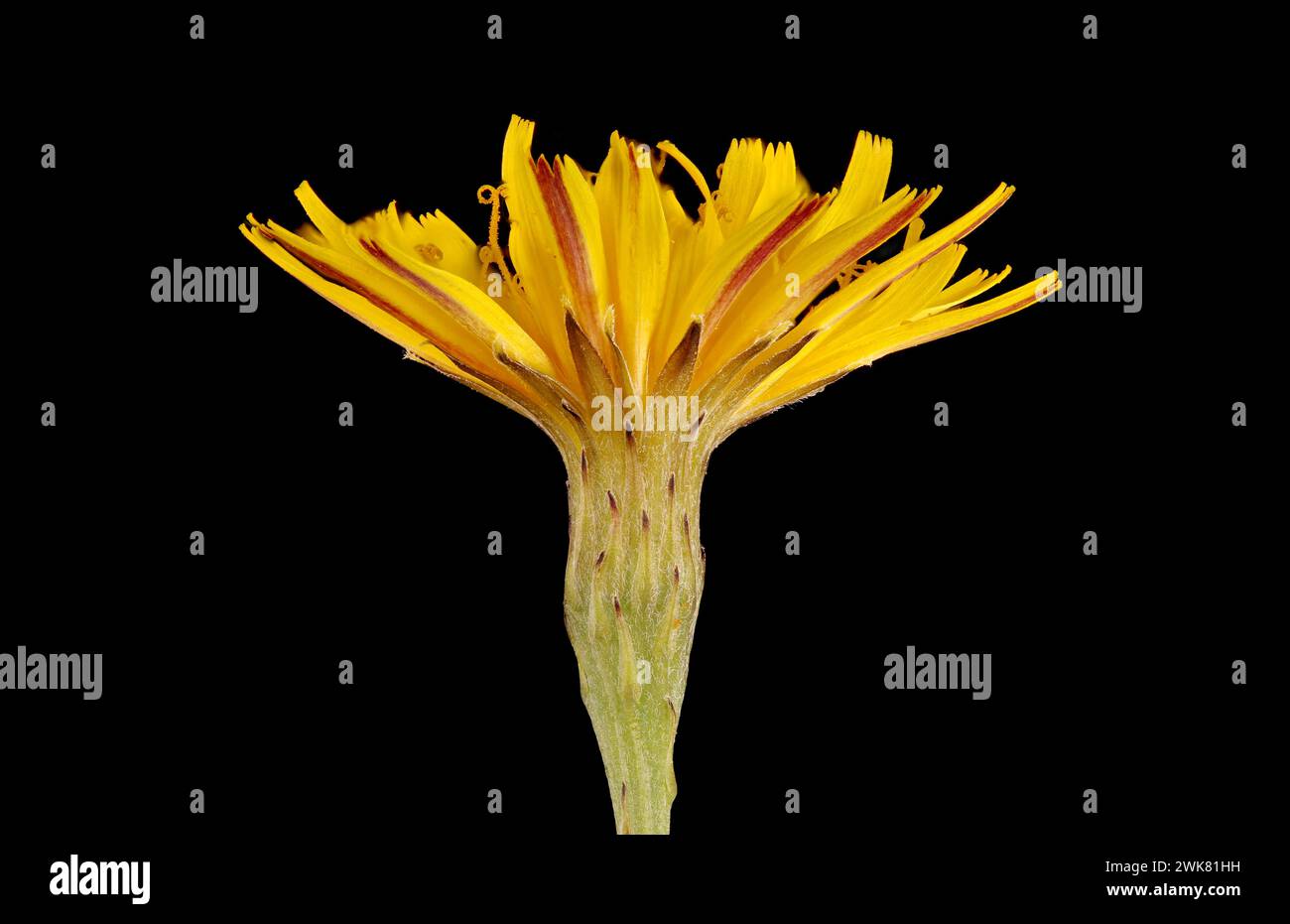 Autumn Hawkbit (Scorzoneroides autumnalis). Flowering Capitulum Closeup Stock Photo