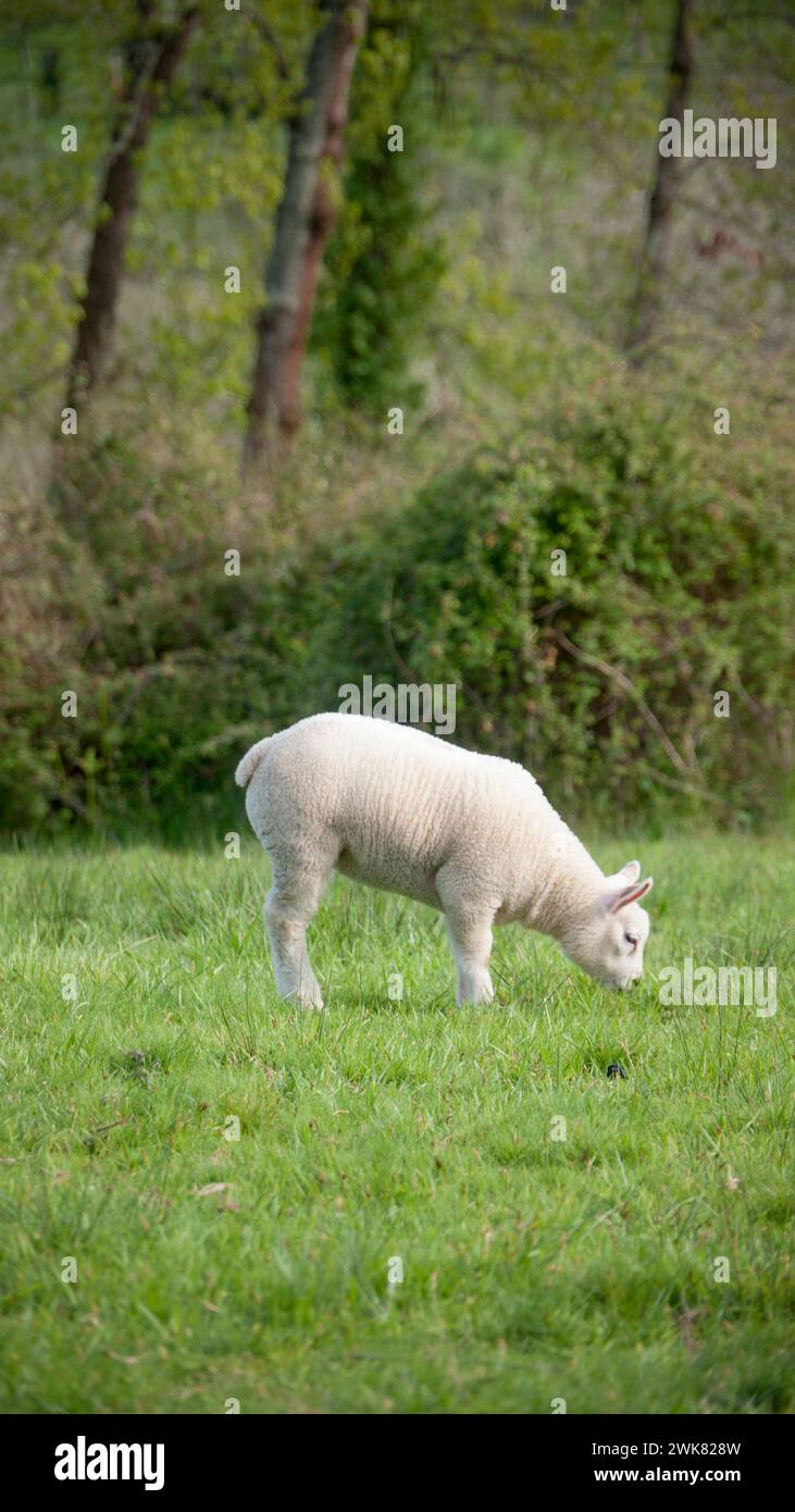 Lamb in green meadow Stock Photo