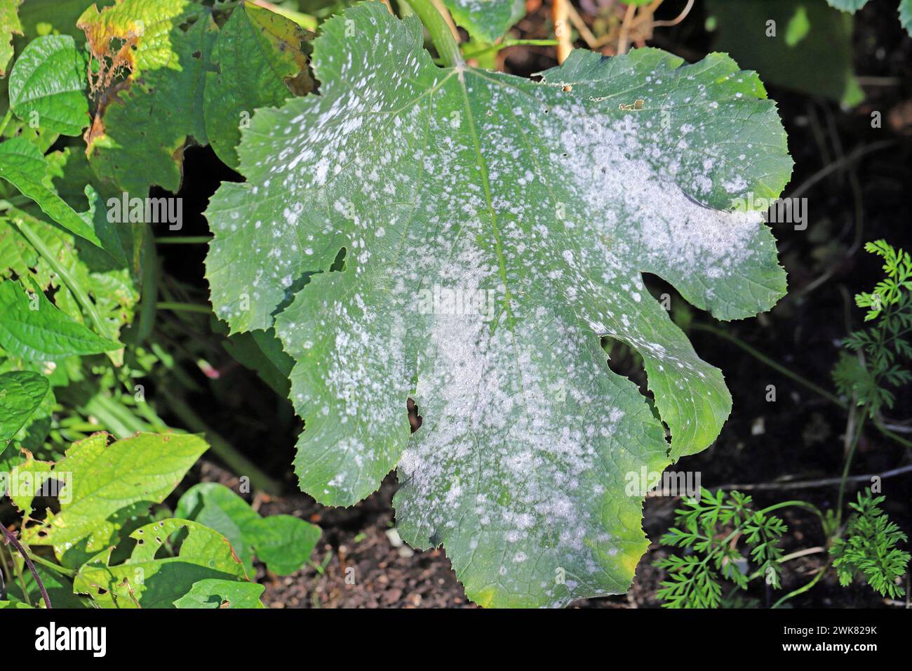 Cucurbit powdery mildew on zucchini is a fungal disease of zucchini, the culprits of which are fungal pathogens: Erysiphe cichoracearum and Sphaerothe Stock Photo