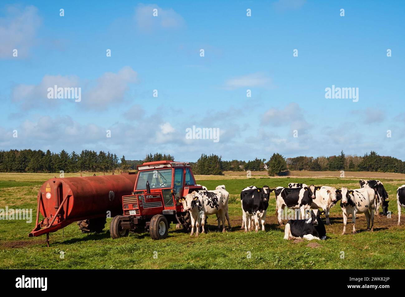 Typical Danish country side, grass field with cows and tractor; Denmark Stock Photo