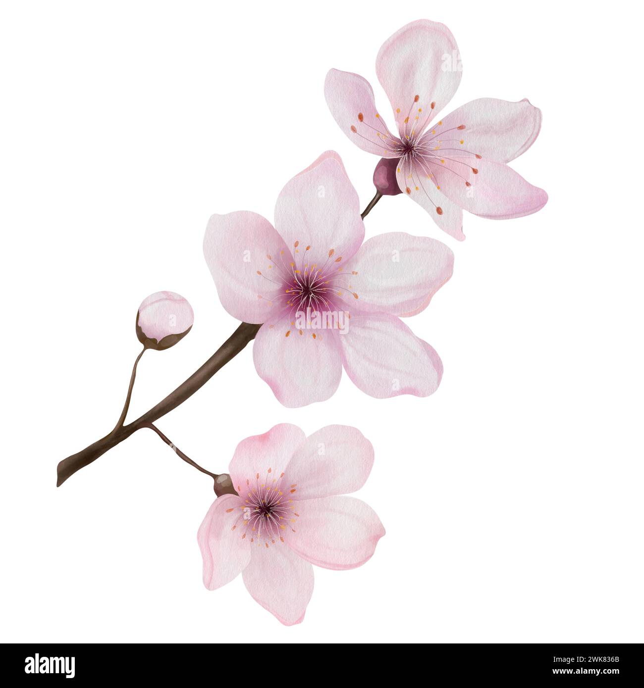 Blooming branch of pink sakura flowers in spring, cherry blossoms. Hand ...