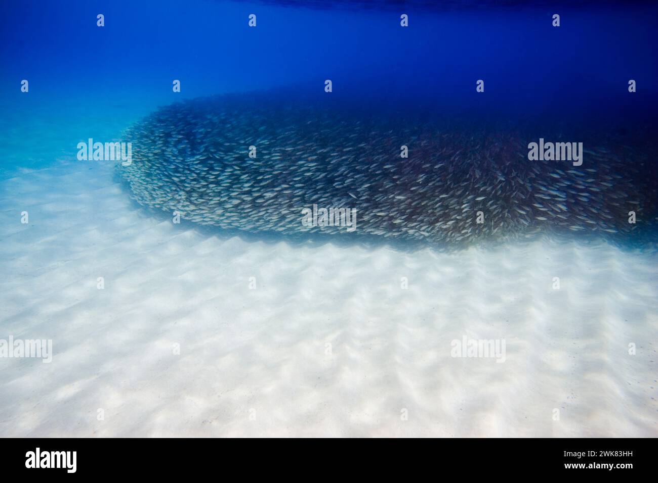 underwater picture of school of bait fish at Waimea Bay, on the north shore of Oahu, Hawaii Stock Photo