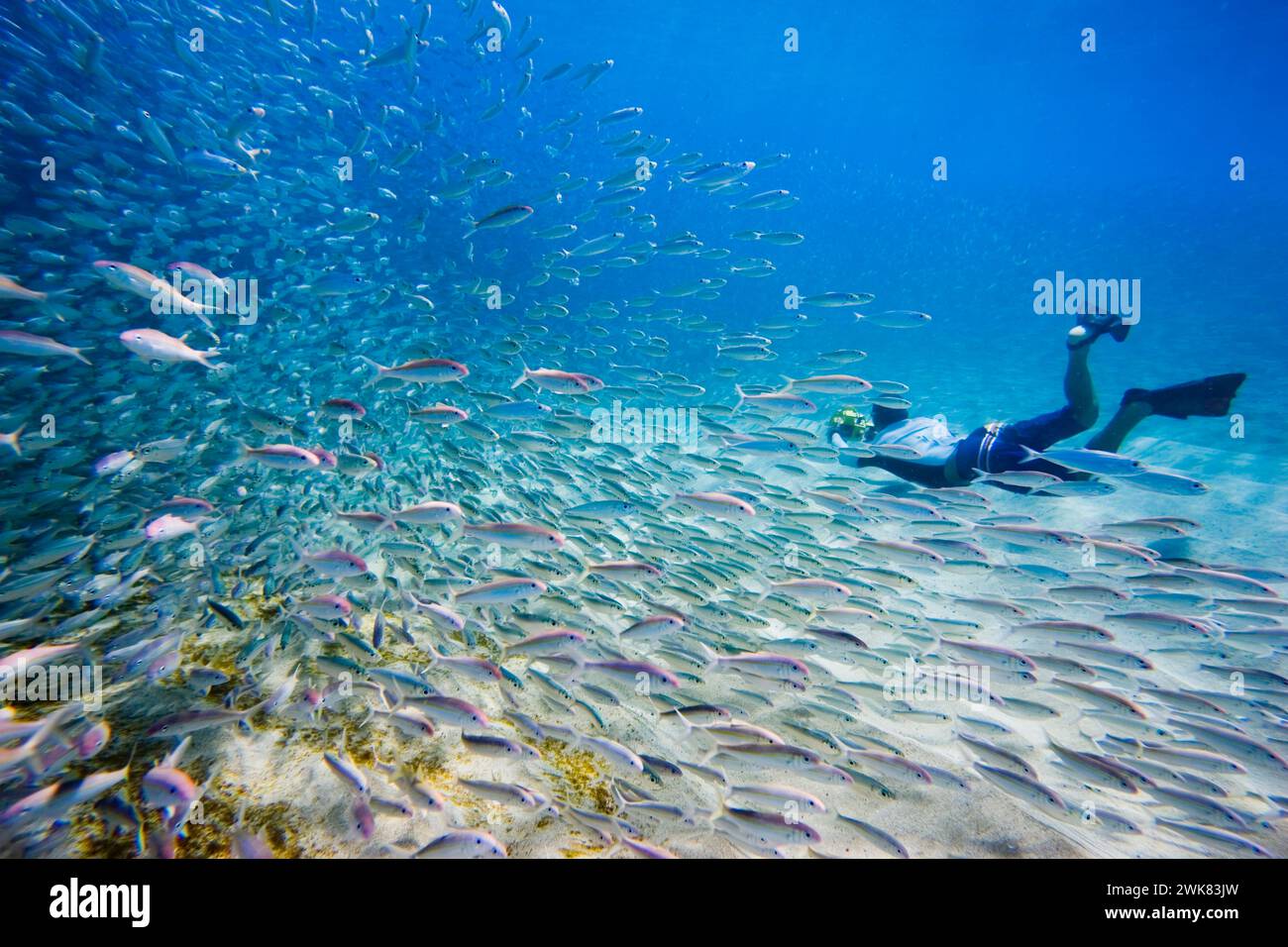 One fish hi-res stock photography and images - Alamy