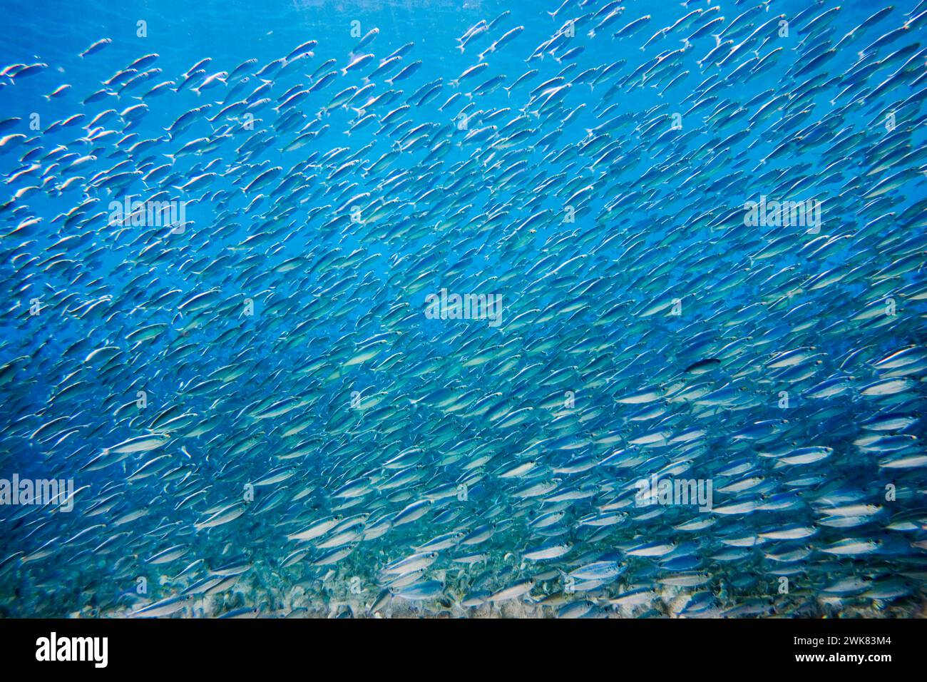 underwater picture of school of bait fish at Waimea Bay, on the north shore of Oahu, Hawaii Stock Photo
