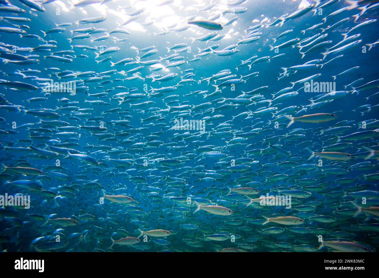 underwater picture of school of bait fish at Waimea Bay, on the north shore of Oahu, Hawaii Stock Photo