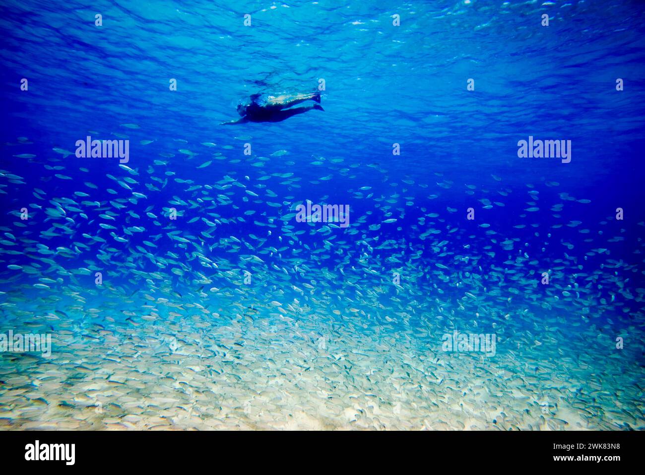 man swimming over shool of fish, Hawaii Stock Photo