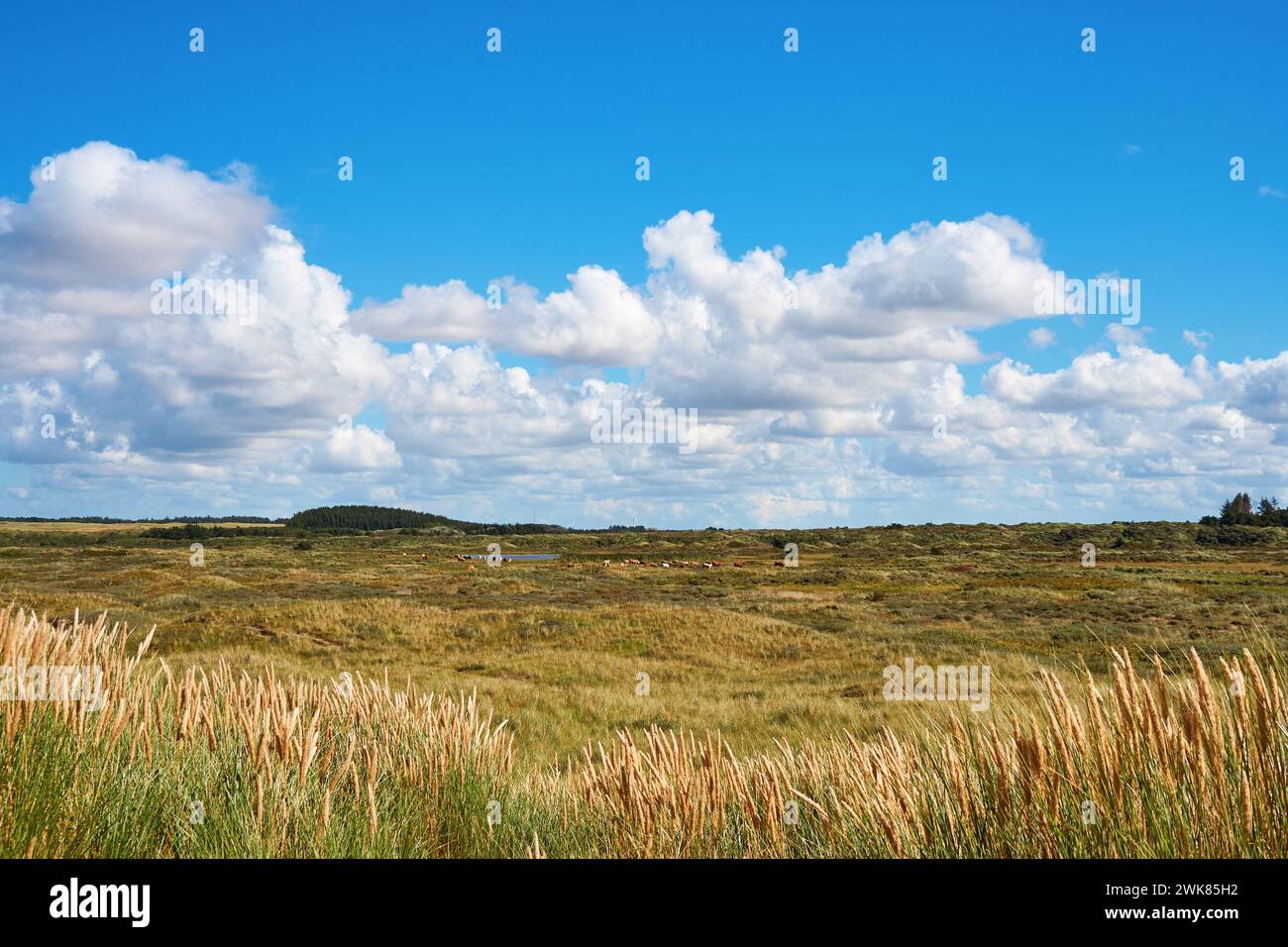 Landscape with cattle, Kaersgaard Strand, Hjoerring Municipality, Denmark Stock Photo