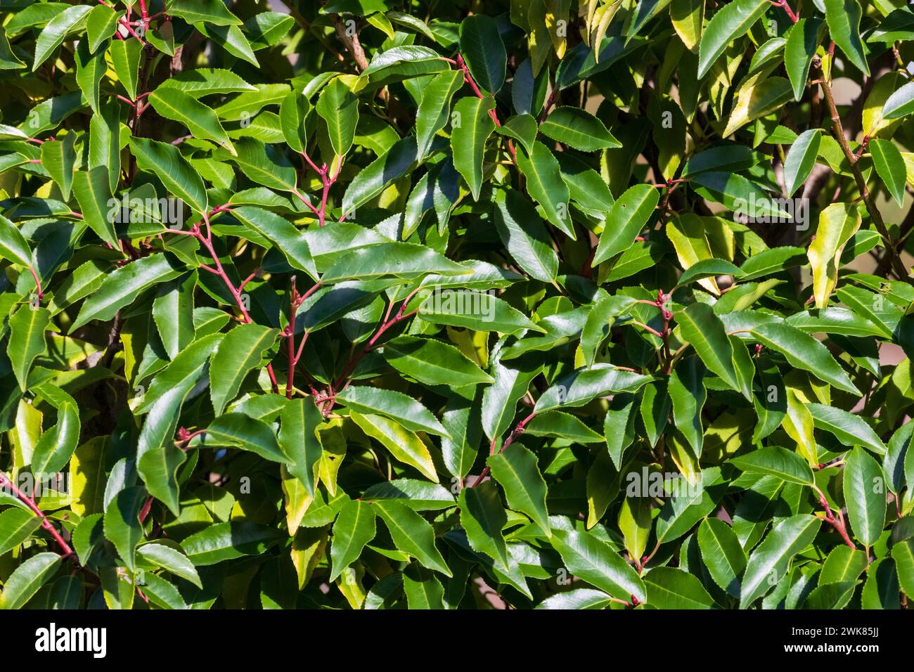 Portuguese Laurel, Prunus lusitanica, a common hedging plant used in England, UK Stock Photo