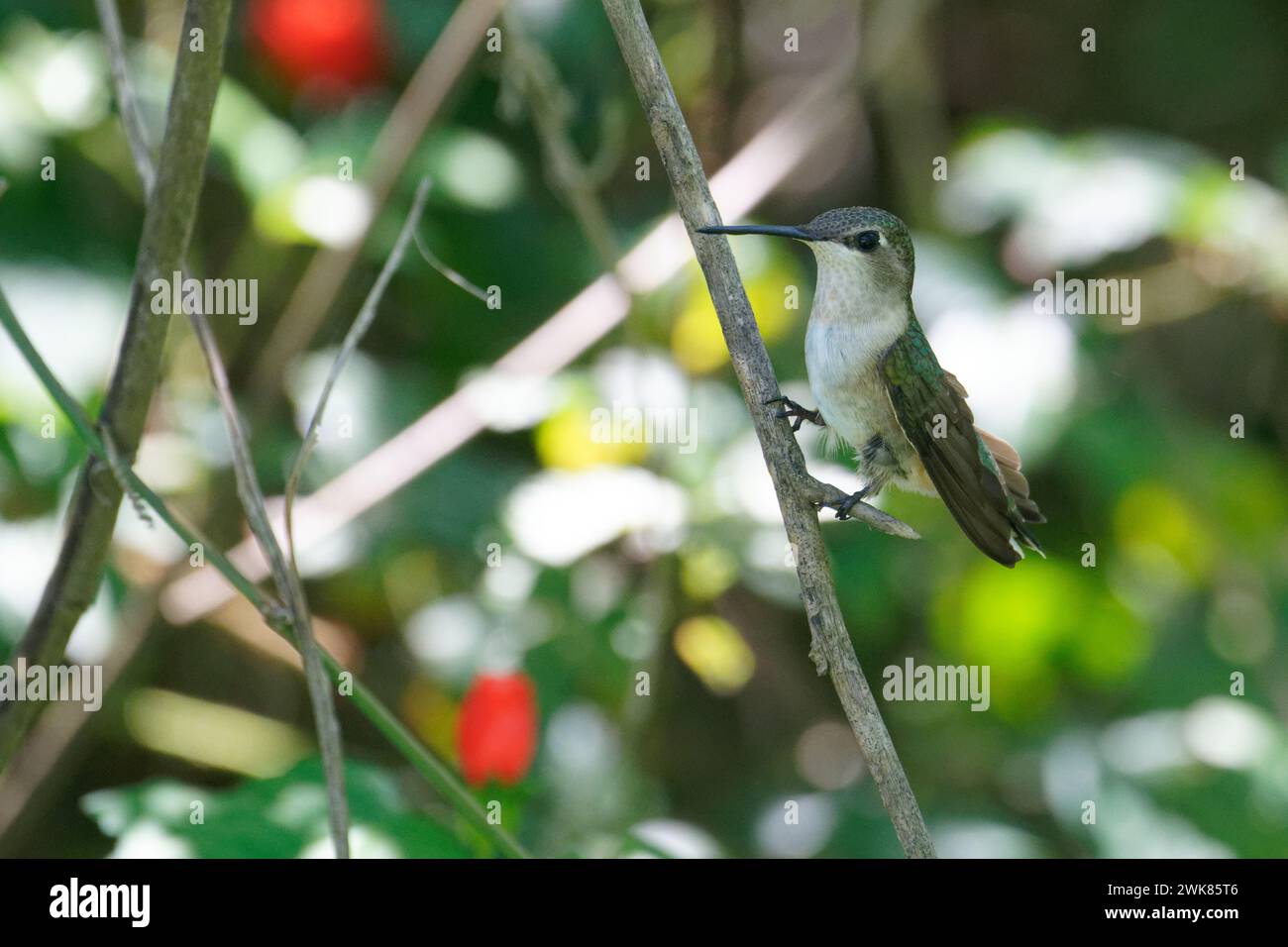 a female Ruby-throated Hummingbird rests on a branch Stock Photo