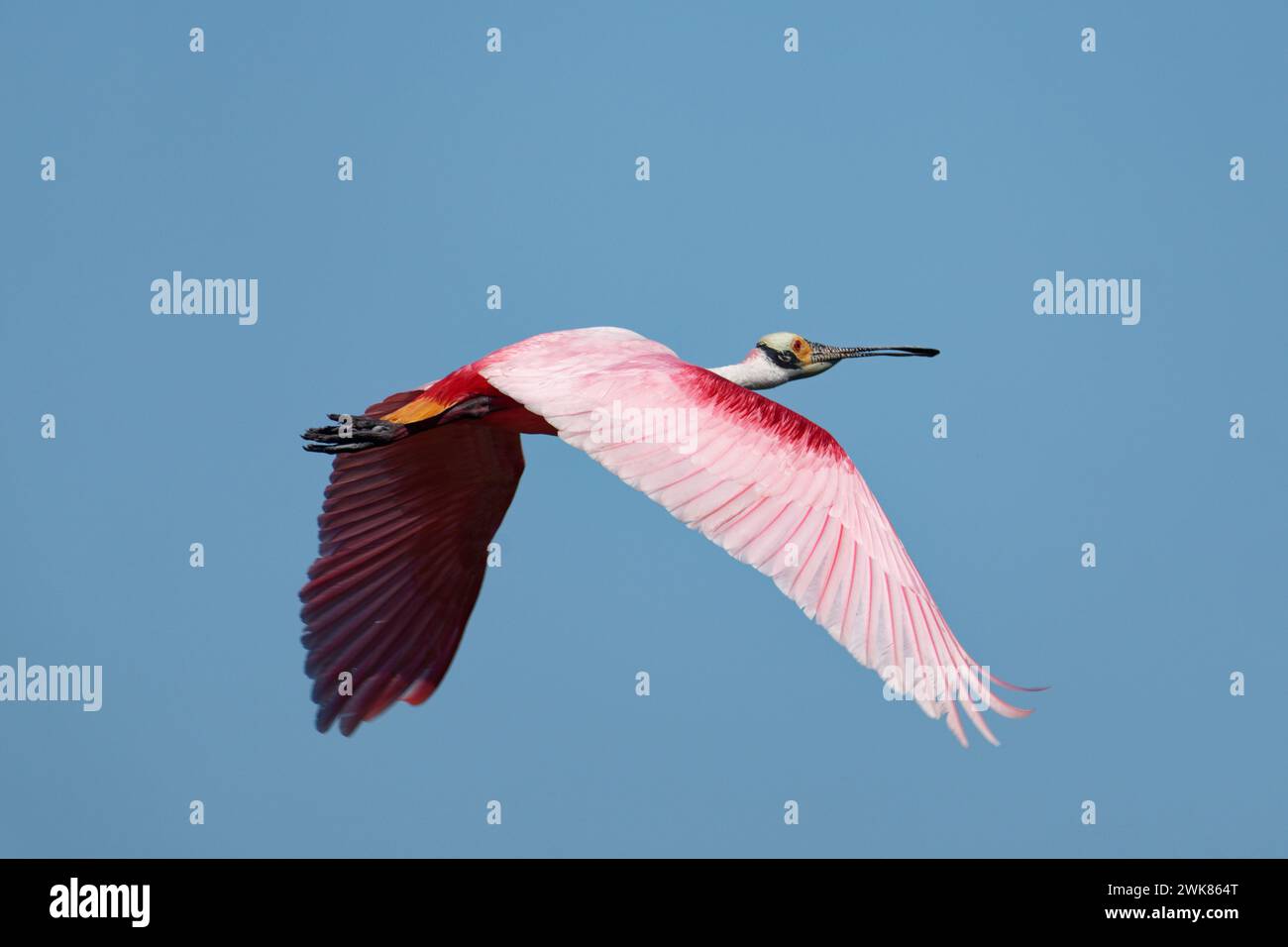 a Roseate Spoonbill flies to a nesting area Stock Photo - Alamy