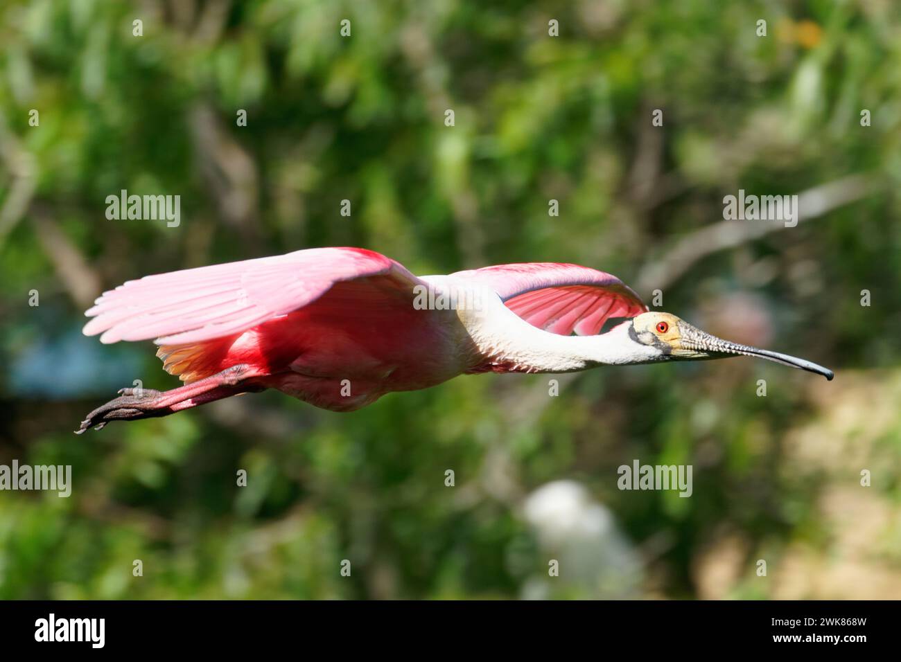 a Roseate Spoonbill flies to a nesting area Stock Photo - Alamy
