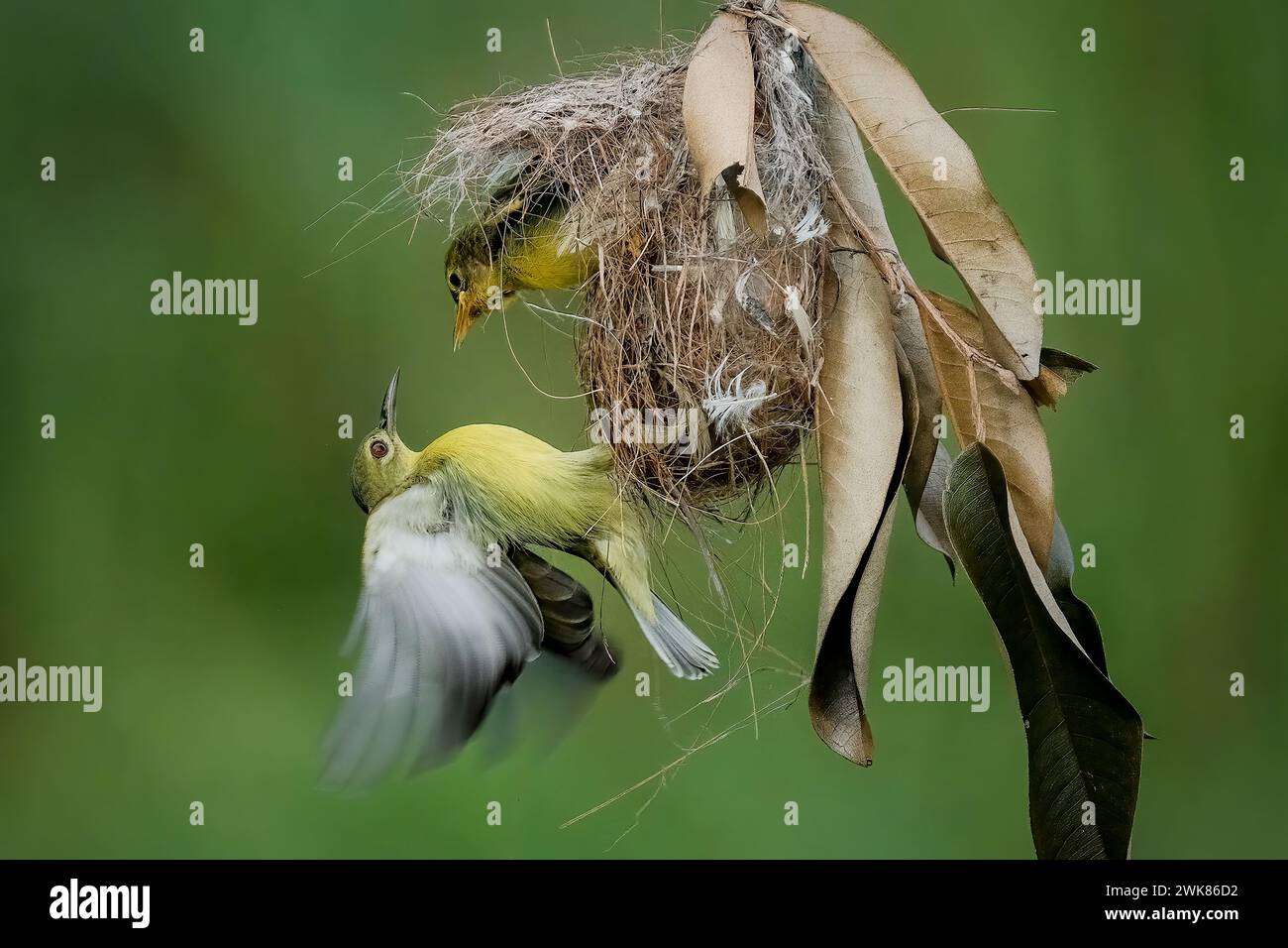 Olive-backed sunbird feeding the chick Stock Photo