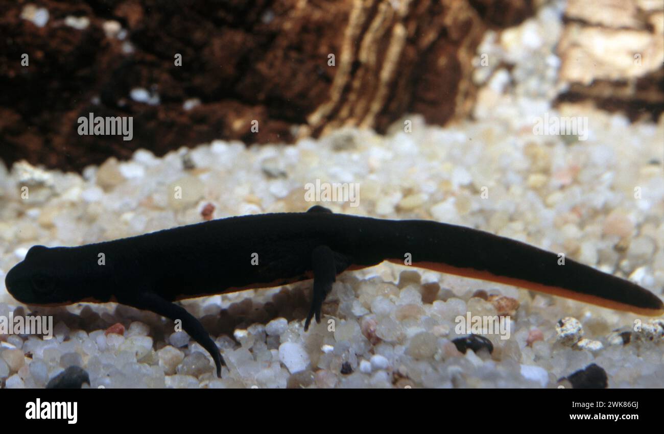 The Chinese fire belly newt, Hypselotriton (formerly Cynops) orientalis Stock Photo