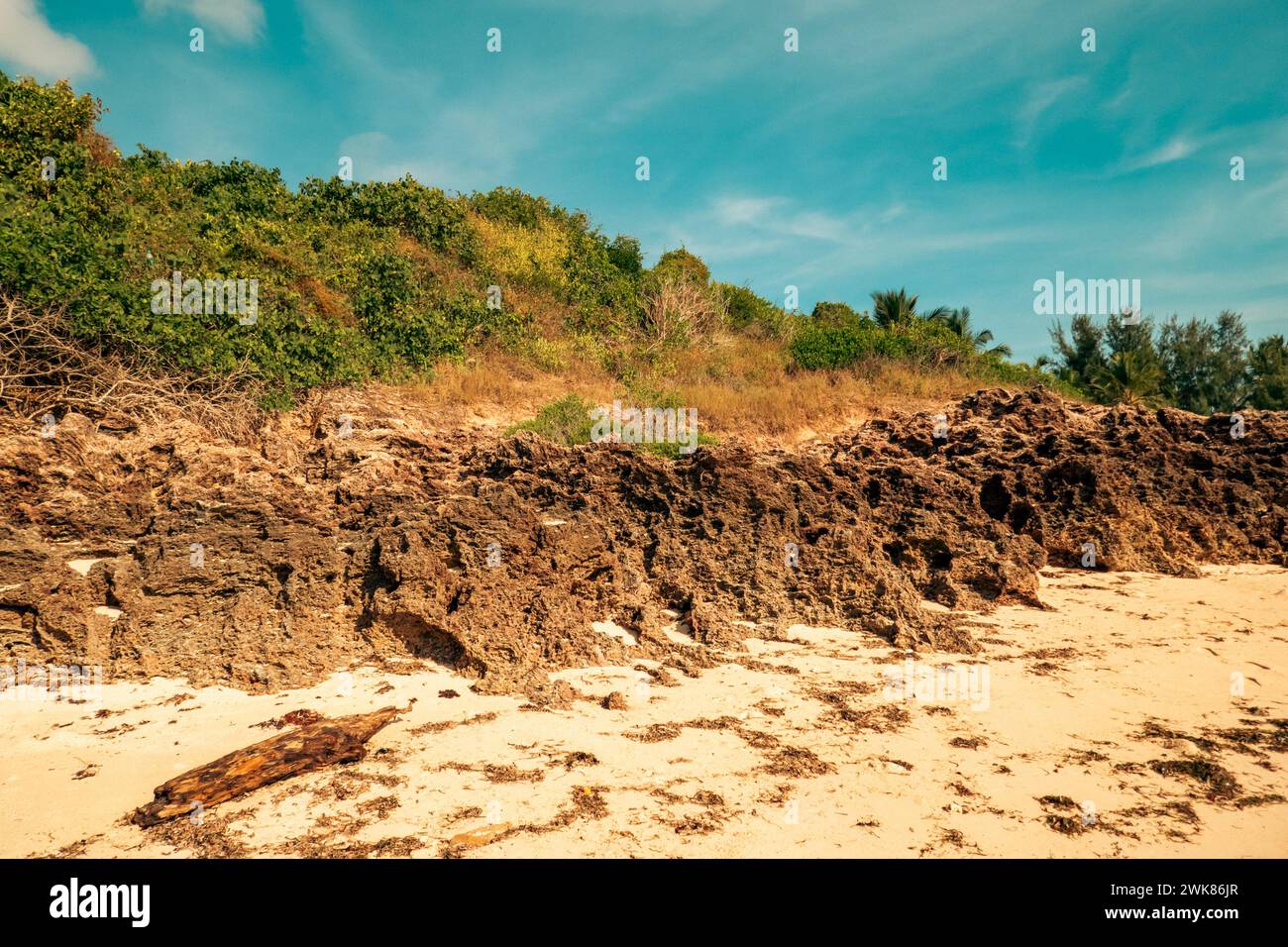 mangrove-trees-growing-on-coral-rocks-at-malindi-beach-in-malinid