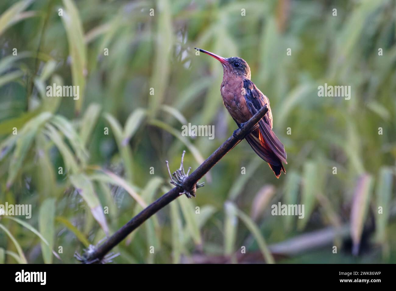 a Cinnamon Hummingbird rests on a branch Stock Photo