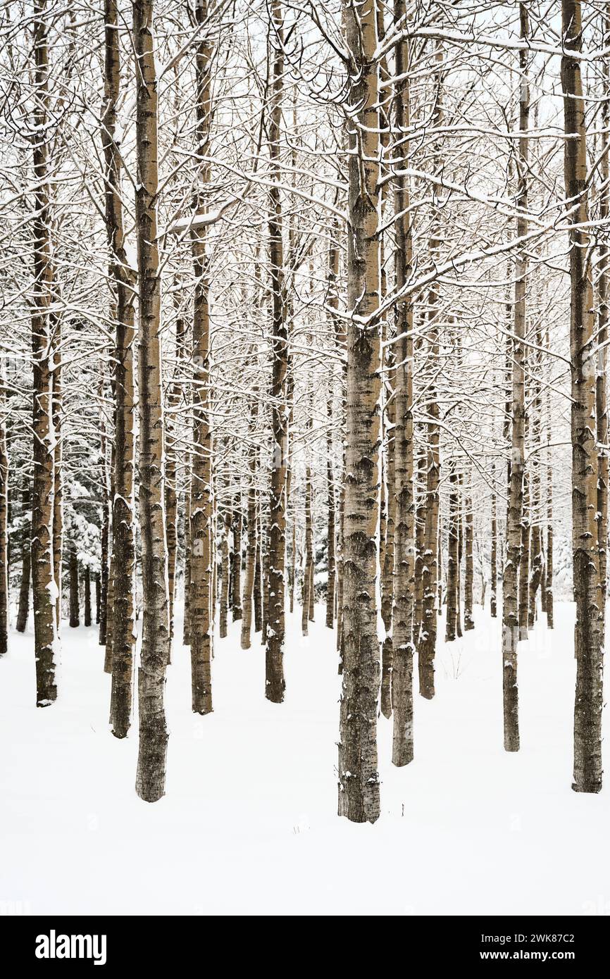 Leafless tall trees growing in snowy forest at winter Stock Photo